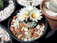 08648a51-strombocactus disciformis1.JPG
